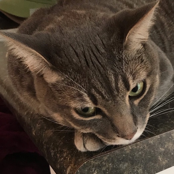 Meet your Posher, Kevin - Picture 1 of 1